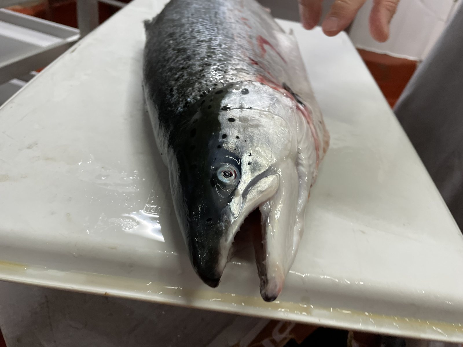 Fresh salmon, straight from the source.