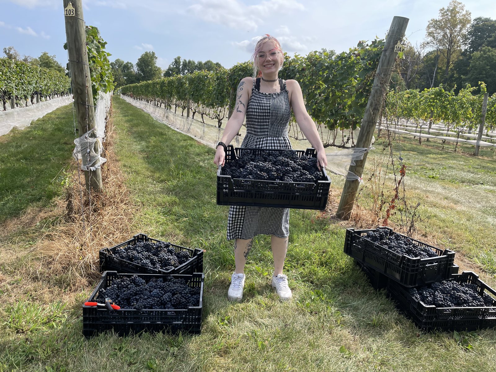 Bringing in the harvest at Unionville.